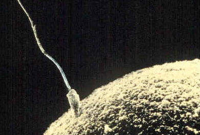 feceondazione di un ovulo da parte di uno spermatozoo